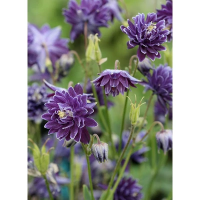 Aquilegia vulgaris 'Christa Barlow' – Kerti harangláb