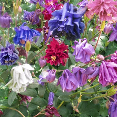 Aquilegia vulgaris 'Grandmother's Garden' – Kerti harangláb (színkeverék)