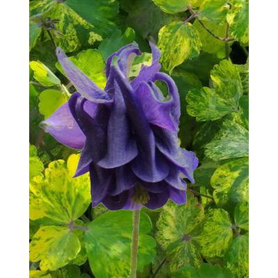 Aquilegia vulgaris 'Leprenchaun Gold' – Harangláb