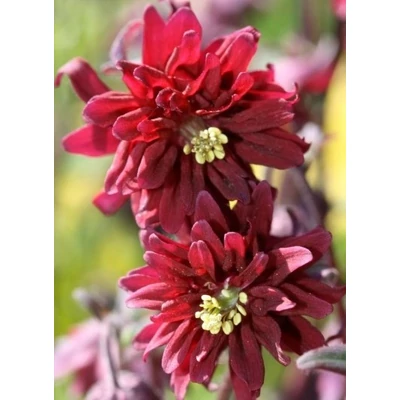 Aquilegia vulgaris 'Ruby Port' – Kerti harangláb