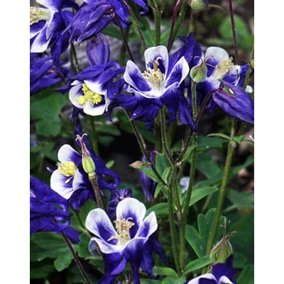 Aquilegia vulgaris 'Winky Blue &amp; White' - Kerti harangláb
