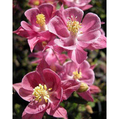 Aquilegia vulgaris 'Winky Rose &amp; Rose' - Harangláb (rózsaszín)