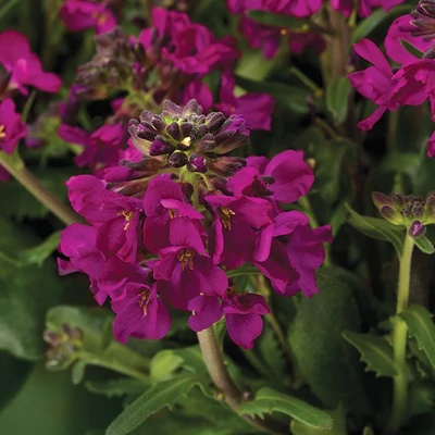 Arabis blepharophylla Barranca 'Deep Rose' – Pillás ikravirág