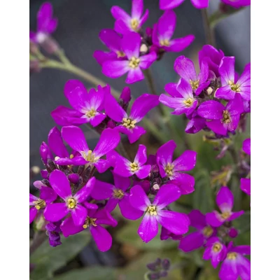 Arabis blepharophylla 'Frühlingszauber' – Pillás ikravirág
