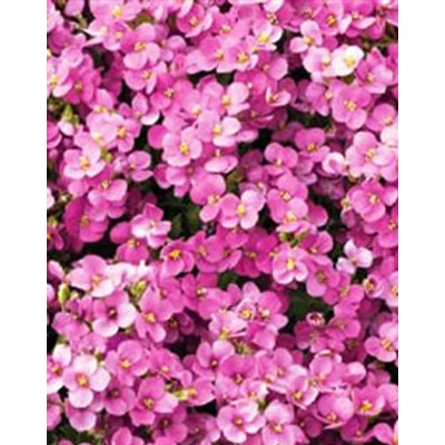 Arabis caucasica 'Little Treasure Deep Rose' - Kaukázusi lilás rózsaszín ikravirág