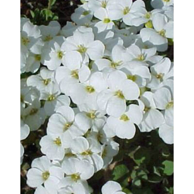Arabis caucasica 'Little Treasure White' - Kaukázusi fehér ikravirág