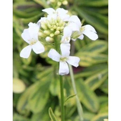 Arabis ferdinandi-coburgii 'Old Gold' - Macedón ikravirág (fehér)
