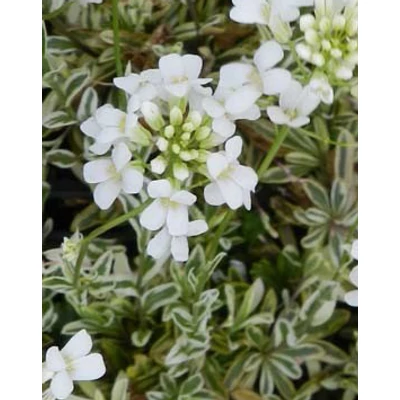 Arabis ferdinandi-coburgii 'Variegata' - Fehér-tarka levelű macedón ikravirág