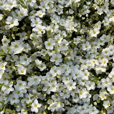 Arenaria montana 'Blizzard Compact' - Fehér hegyi homokhúr 