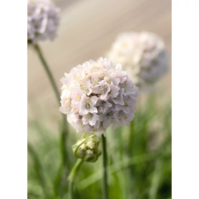 Armeria maritima 'Abbey White' – Tengerparti pázsitszegfű