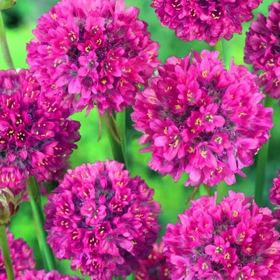 Armeria maritima 'Armada Deep Rose' – Tengerparti pázsitszegfű