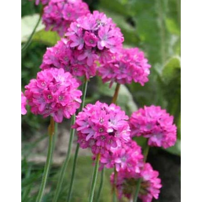 Armeria maritima 'Splendens Sea Pinks' – Tengerparti pázsitszegfű