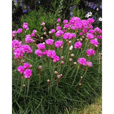 Armeria maritima 'Splendens' – Tengerparti pázsitszegfű