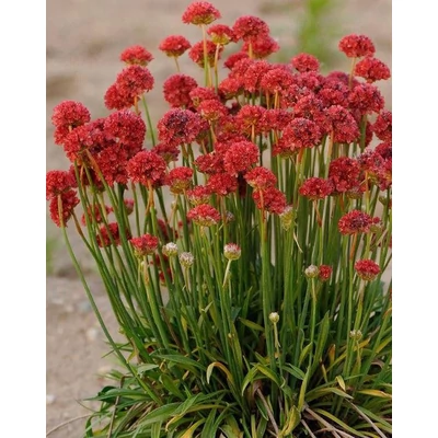 Armeria pseudarmeria 'Ballerina Red' – Széleslevelű pázsitszegfű