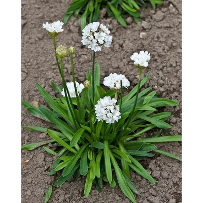 Armeria pseudarmeria 'Ballerina  White' – Széleslevelű pázsitszegfű