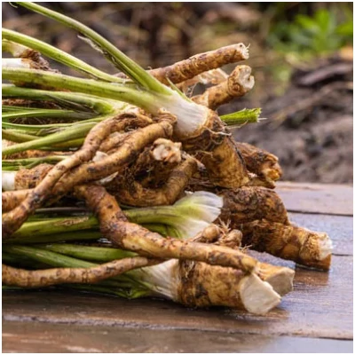 Armoracia rusticana – Torma