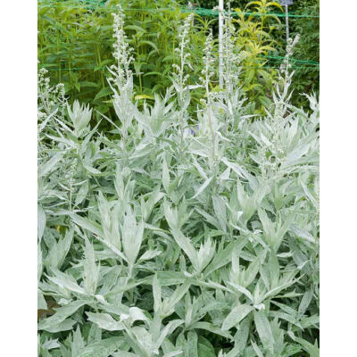 Artemisia ludoviciana – Gyopáros üröm