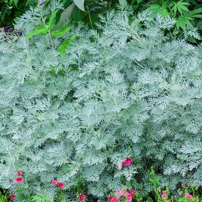 Artemisia 'Powis Castle' – Mediterrán üröm