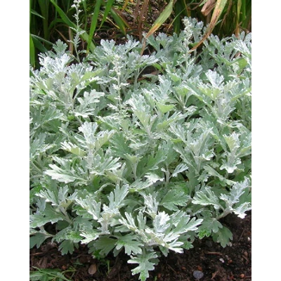 Artemisia stelleriana - Üröm