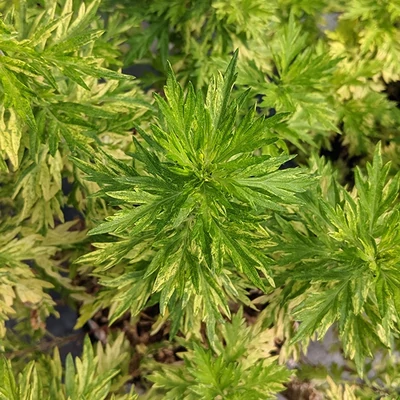 Artemisia vulgaris 'Variegata' – Fekete üröm
