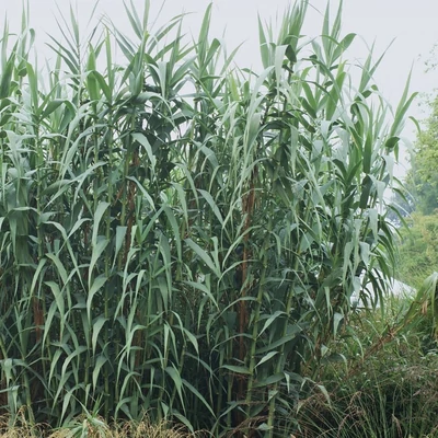 Arundo donax – Olasz óriásnád (Energianád)