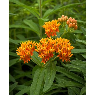 Asclepias tuberosa – Gumós selyemkóró