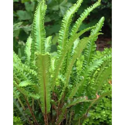 Asplenium scolopendrium 'Angustifolium' – Gímpáfrány