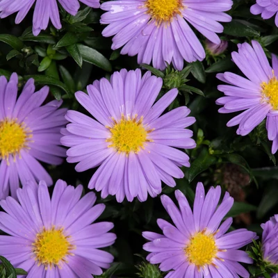 Aster dumosus Alpha® 'Purple Rocket' – Törpe őszirózsa