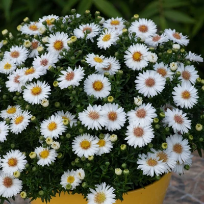 Aster dumosus Alpha® 'White' – Törpe őszirózsa