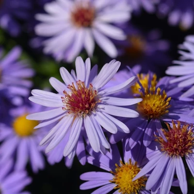 Aster dumosus 'Professor Anton Kippenberg' – Törpe őszirózsa