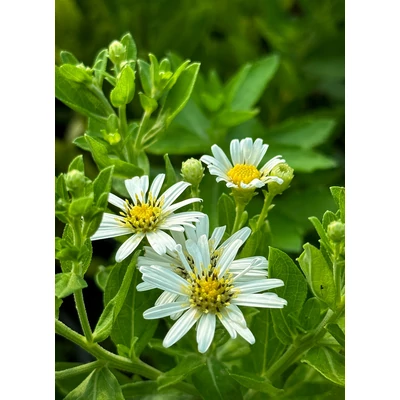 Aster ageratoides 'Starshine' – Őszirózsa, gerebcsin