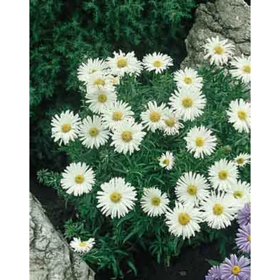 Aster alpinus 'Beauty White' – Havasi őszirózsa