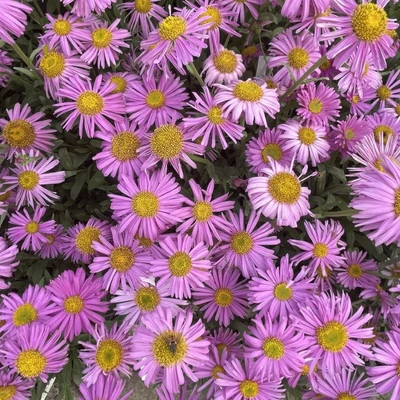 Aster alpinus 'Happy End' - Havasi őszirózsa, gerebcsin (rózsaszín)