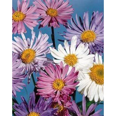 Aster alpinus 'Trimix' – Havasi őszirózsa