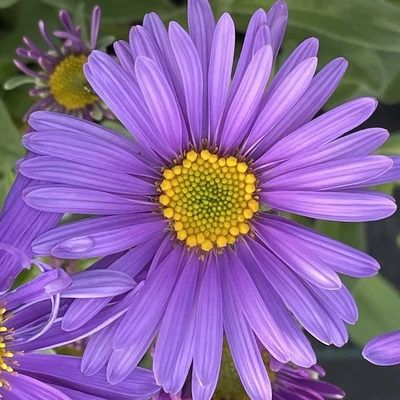 Aster alpinus 'Violet' – Havasi őszirózsa