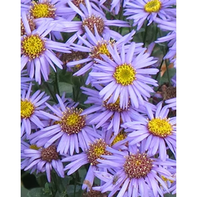 Aster amellus 'Glücksfund' -  Lilás rózsaszín csillagőszirózsa