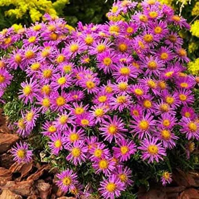 Aster dumosus 'Alice Haslam' – Törpe őszirózsa
