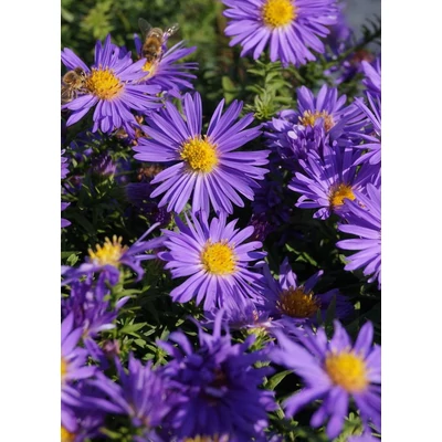 Aster dumosus 'Augenweide' – Törpe őszirózsa