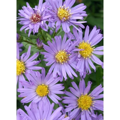 Aster dumosus 'Blauer Gletscher' - Törpe őszirózsa (kékeslila)