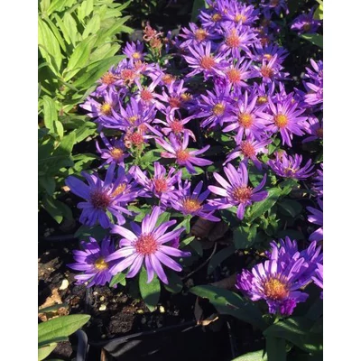 Aster dumosus 'Early Blue' – Törpe őszirózsa