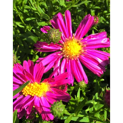 Aster dumosus 'Granat' - Lilás-piros törpe őszirózsa
