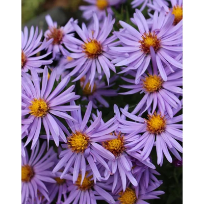 Aster dumosus 'Mittelmeer' – Törpe őszirózsa