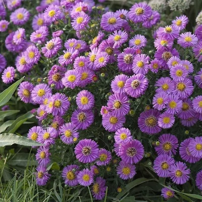 Aster dumosus 'Rose Chrystal' – Törpe őszirózsa