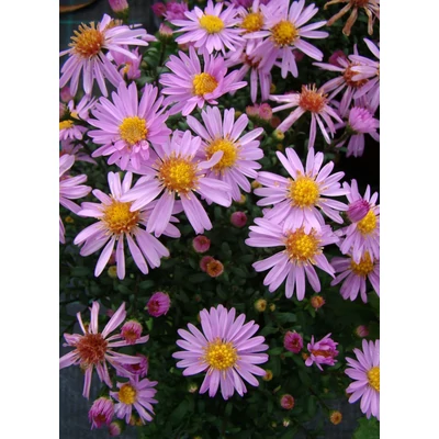Aster dumosus 'Rozika' - Törpe őszirózsa (lilás rózsaszín)