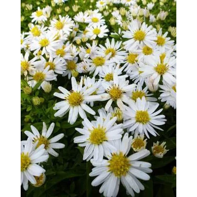 Aster dumosus 'Schneekissen' – Törpe őszirózsa