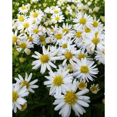 Aster dumosus 'Schneekissen' – Törpe őszirózsa