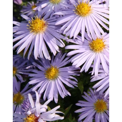 Aster dumosus 'Silberteppich' – Törpe őszirózsa