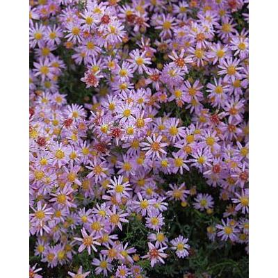 Aster ericoides 'Pink Cloud' – Tűlevelű őszirózsa