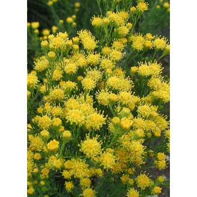 Aster linosyris (syn.: Galatella linosyris) - Aranyfürt