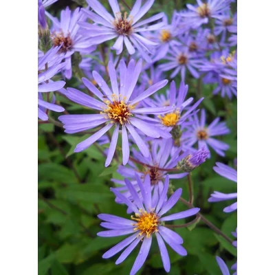 Aster macrophyllus 'Twilight' – Őszirózsa